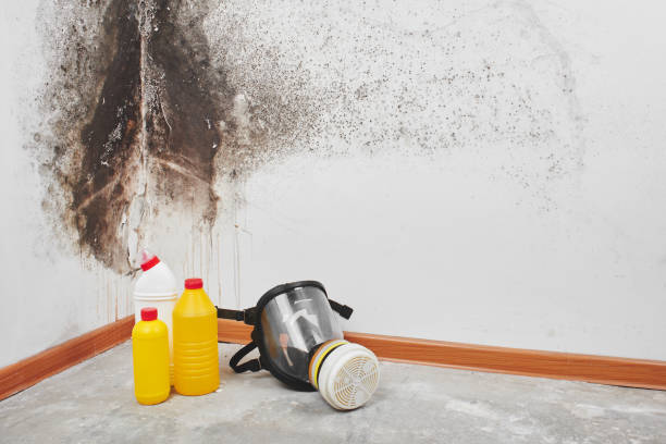 Best Black Mold Removal  in Campbelltown, PA