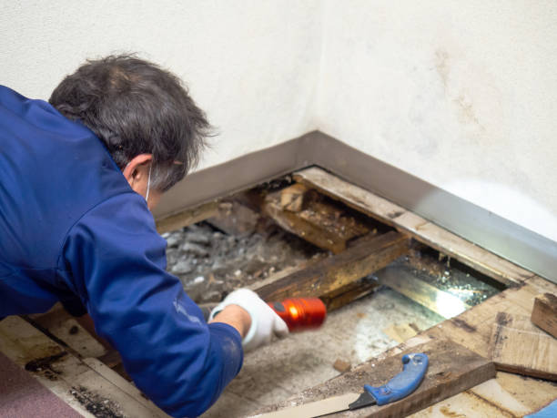 Best Mold Testing and Removal  in Campbelltown, PA