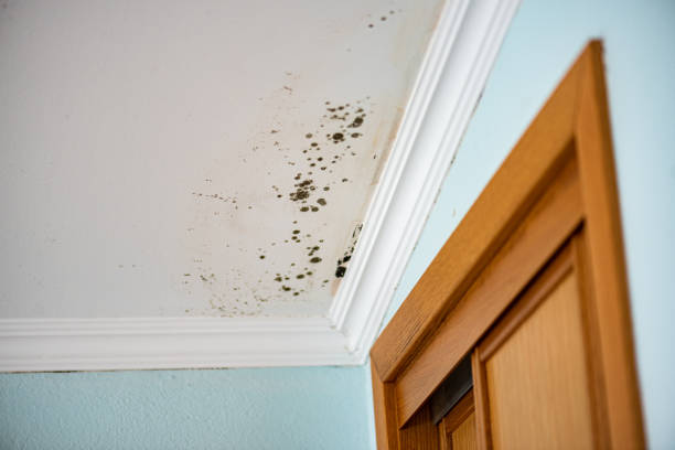 Best Mold Removal and Inspection  in Campbelltown, PA