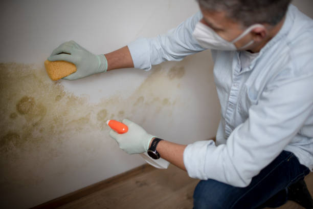 Best Affordable Mold Removal  in Campbelltown, PA