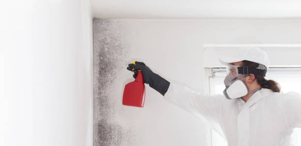 Best Mold Cleaning Services  in Campbelltown, PA