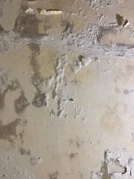 Best Mold Removal Near Me  in Campbelltown, PA