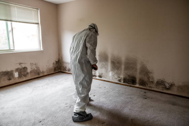 Certified Mold Removal in Campbelltown, PA