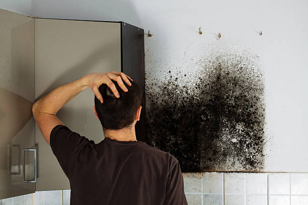 Best Toxic Mold Removal  in Campbelltown, PA