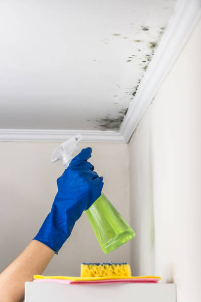 Best Certified Mold Removal  in Campbelltown, PA