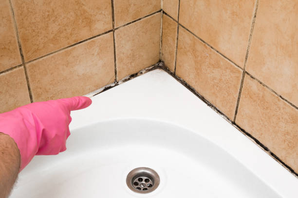 Best Attic Mold Removal  in Campbelltown, PA